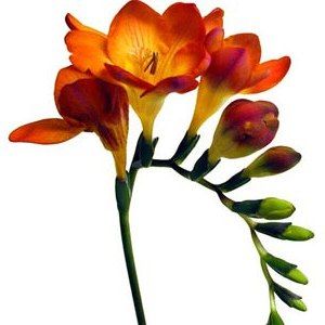 Freesia, 10 stems - Choose Your Color