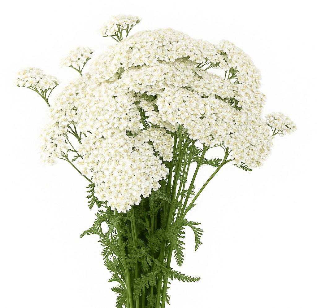 Yarrow White, 10 stems