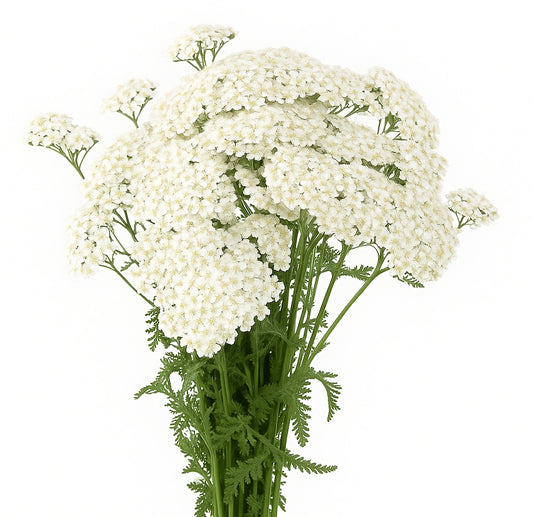 Yarrow White, 10 stems