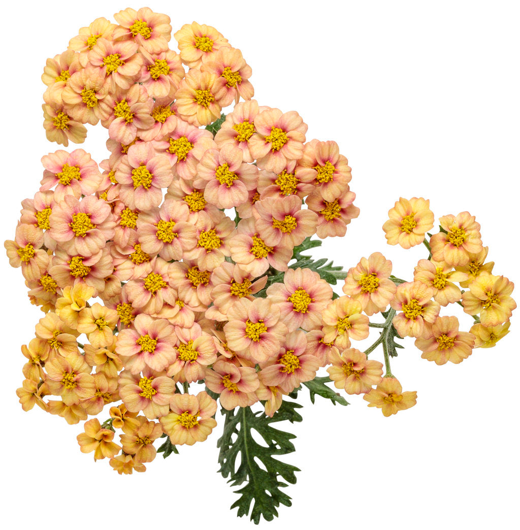 Yarrow Peach, 10 stems