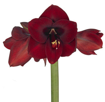 Amaryllis, 5 stems - Choose Your Color