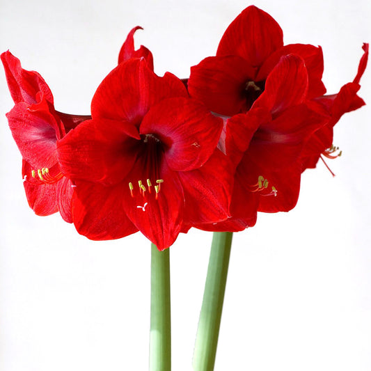 Amaryllis, 5 stems - Choose Your Color