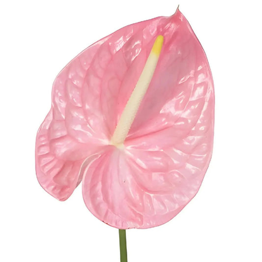 Anthurium Pink Medium, 5 stems