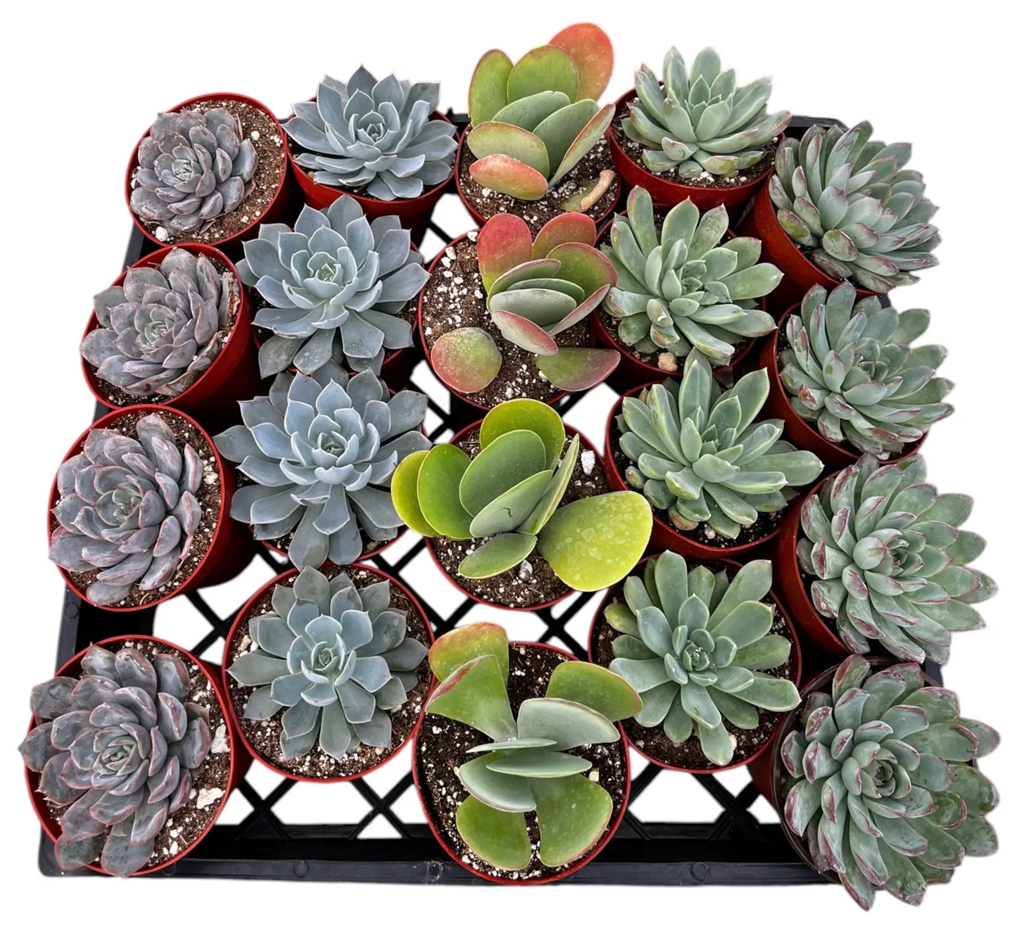 Succulents Assorted Mix, 4 inch Pot - Flat of 15 pots