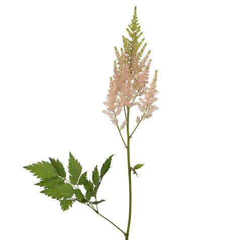 Astilbe Light Pink, 10 stems