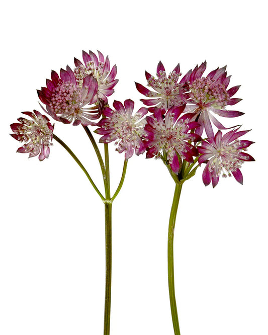 Astrantia Burgundy, 10 stems