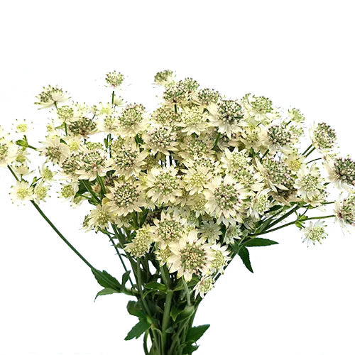 Astrantia White, 10 stems