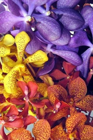 Mokara Orchids, 5 stems - Choose Your Color