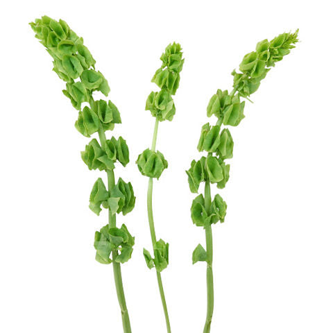 Bells of Ireland, 10 stems