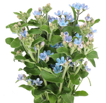 Tweedia Blue, 10 stems