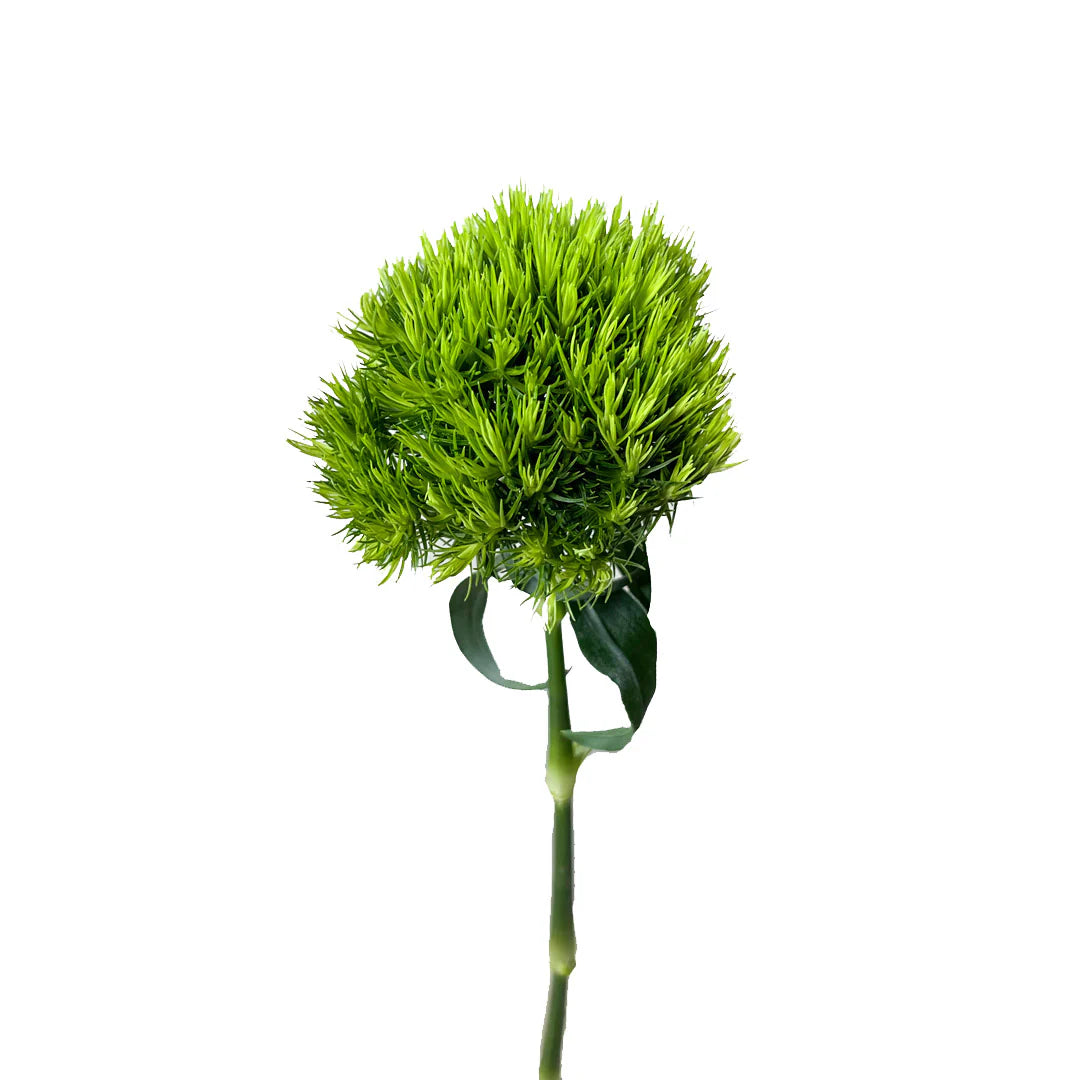 Dianthus Green Ball, 10 stems