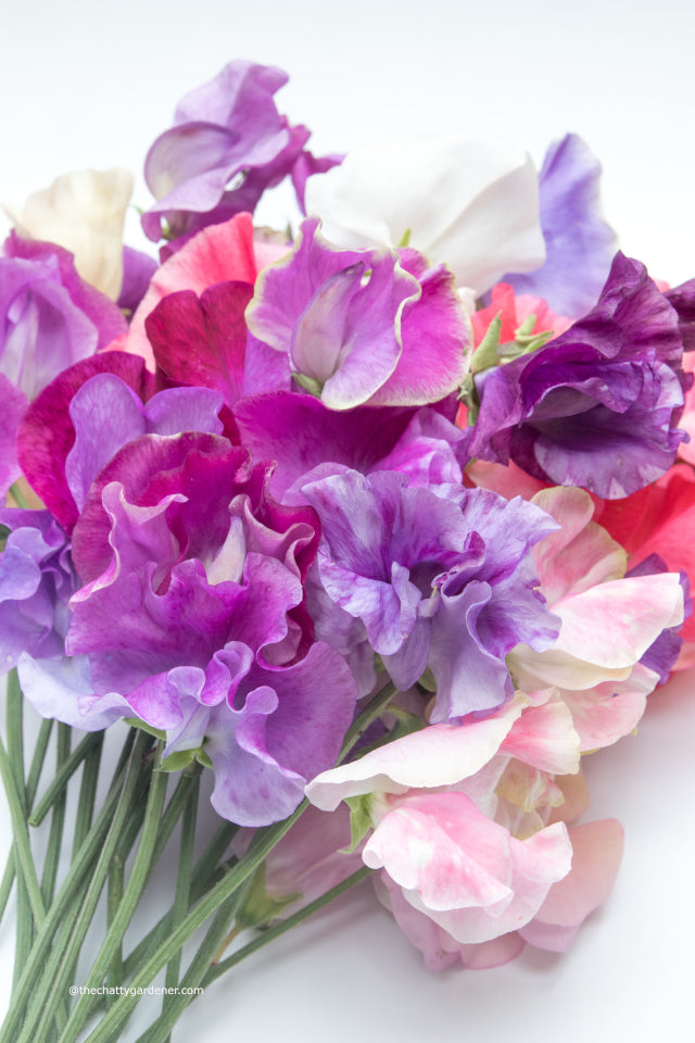 Sweet Peas, 10 stems