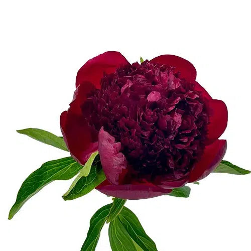 Peony Imported, 5 stems Nov & Dec Only