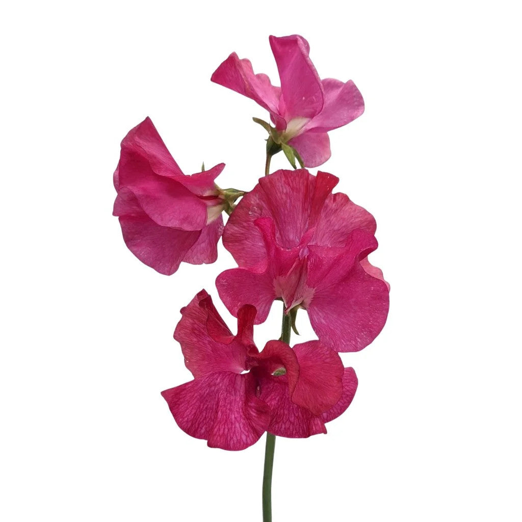Sweet Peas, 10 stems
