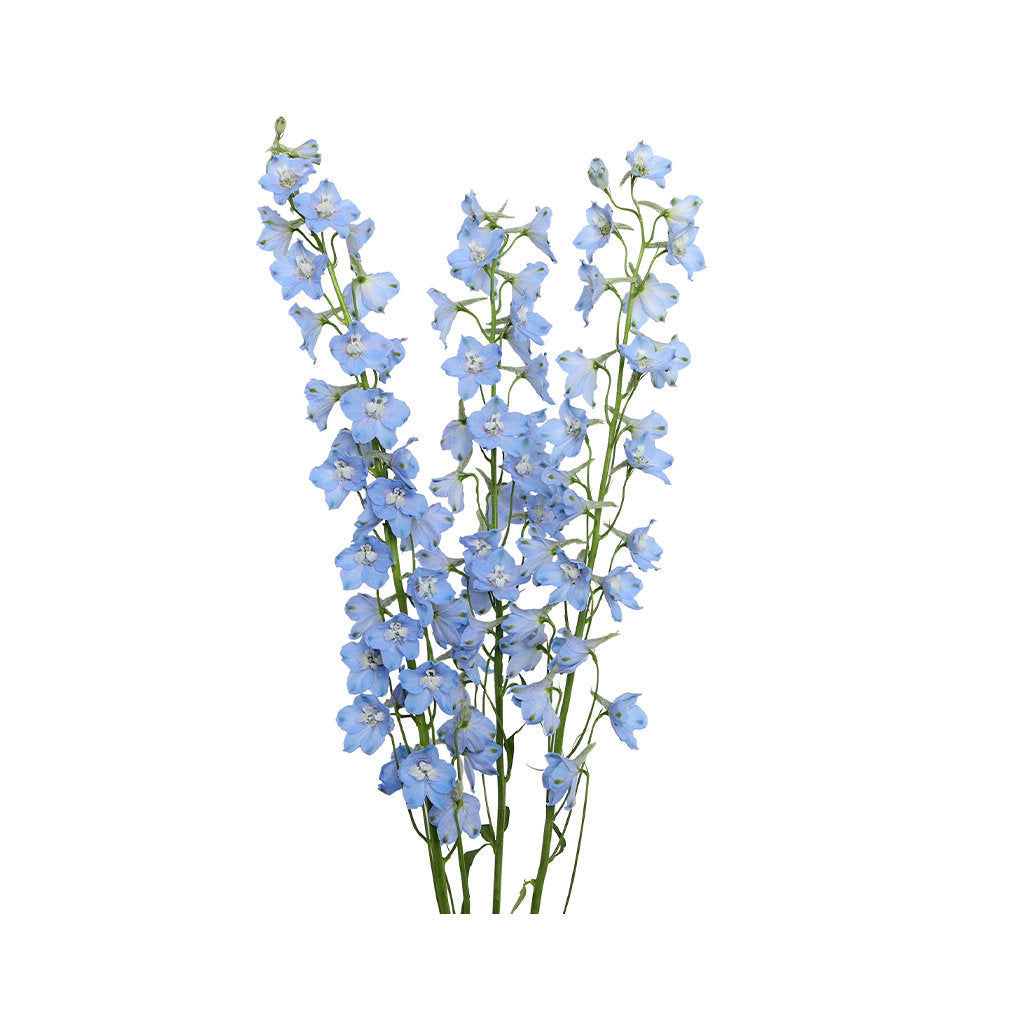 Delphinium Bella Andes Light Blue, 10 stems