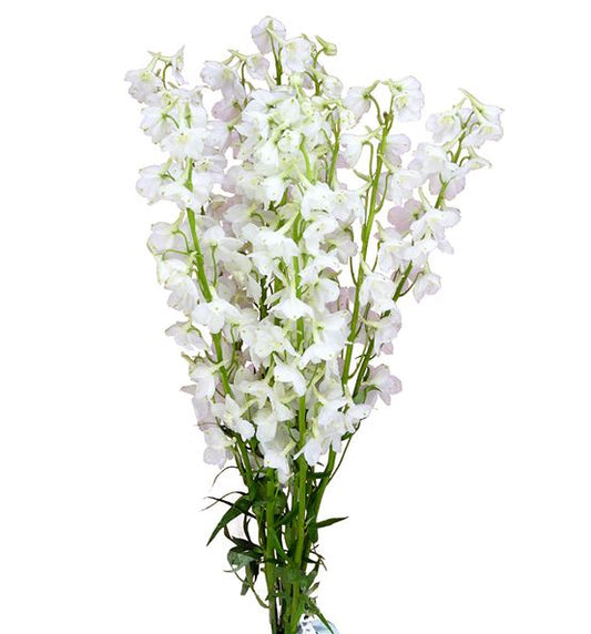 Delphinium Bella Andes White, 10 stems