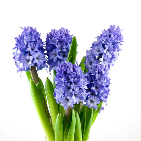 Hyacinth, 10 stems - Choose Your Color