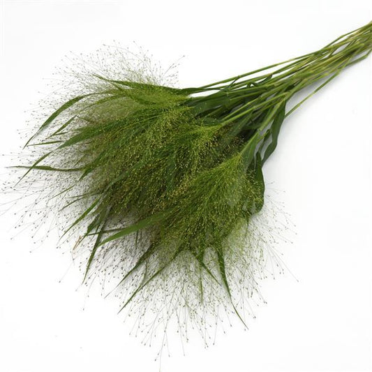 Fiber Optic Grass, 10 stems
