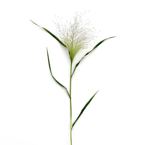 Fiber Optic Grass, 10 stems