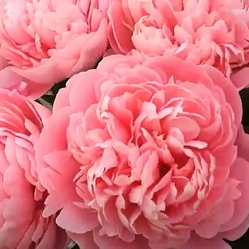Peony Local Salmon, 5 stems