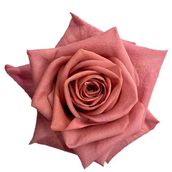 Barista Roses 25 stems, Dusty Pink - Specialty