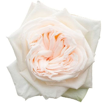 White O'Hara Garden Roses, 25 stems - Specialty Roses