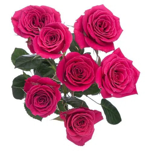 Spray Roses, 10 stems - Choose Your Color