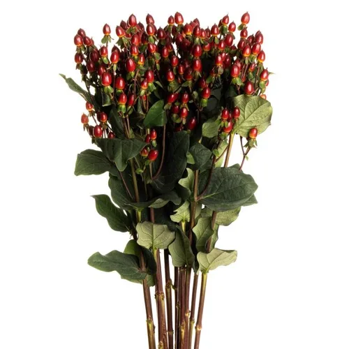Hypericum Berries, 10 stems - Choose Your Color
