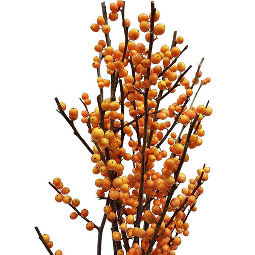 Ilex Orange, 5 stems