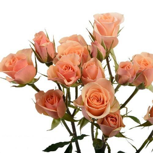 Spray Roses, 10 stems - Choose Your Color