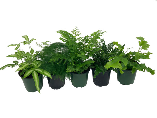 Ferns Assorted Mix, 4 inch Pot - Flat of 15 Pots