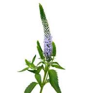 Veronica Lavender, 10 stems
