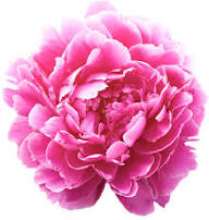 Peony Local Hot Pink, 5 stems