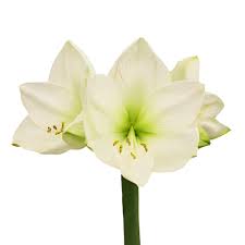Amaryllis, 5 stems - Choose Your Color