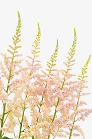 Astilbe Light Pink, 10 stems