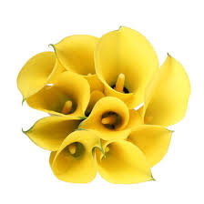 Calla Lily Mini Yellow, 10 stems