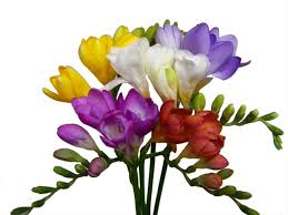 Freesia, 10 stems - Choose Your Color