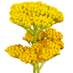 Yarrow Yellow, 10 stems