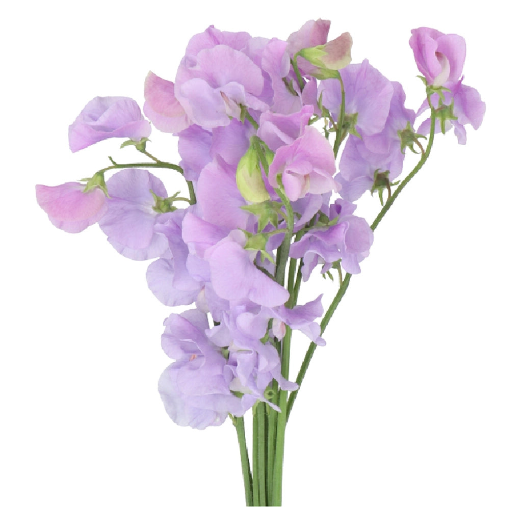 Sweet Peas, 10 stems