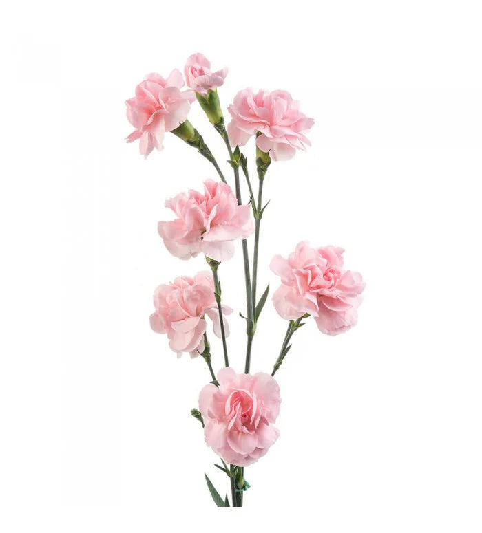 Mini Carnations, 10 stems - Choose Your Color
