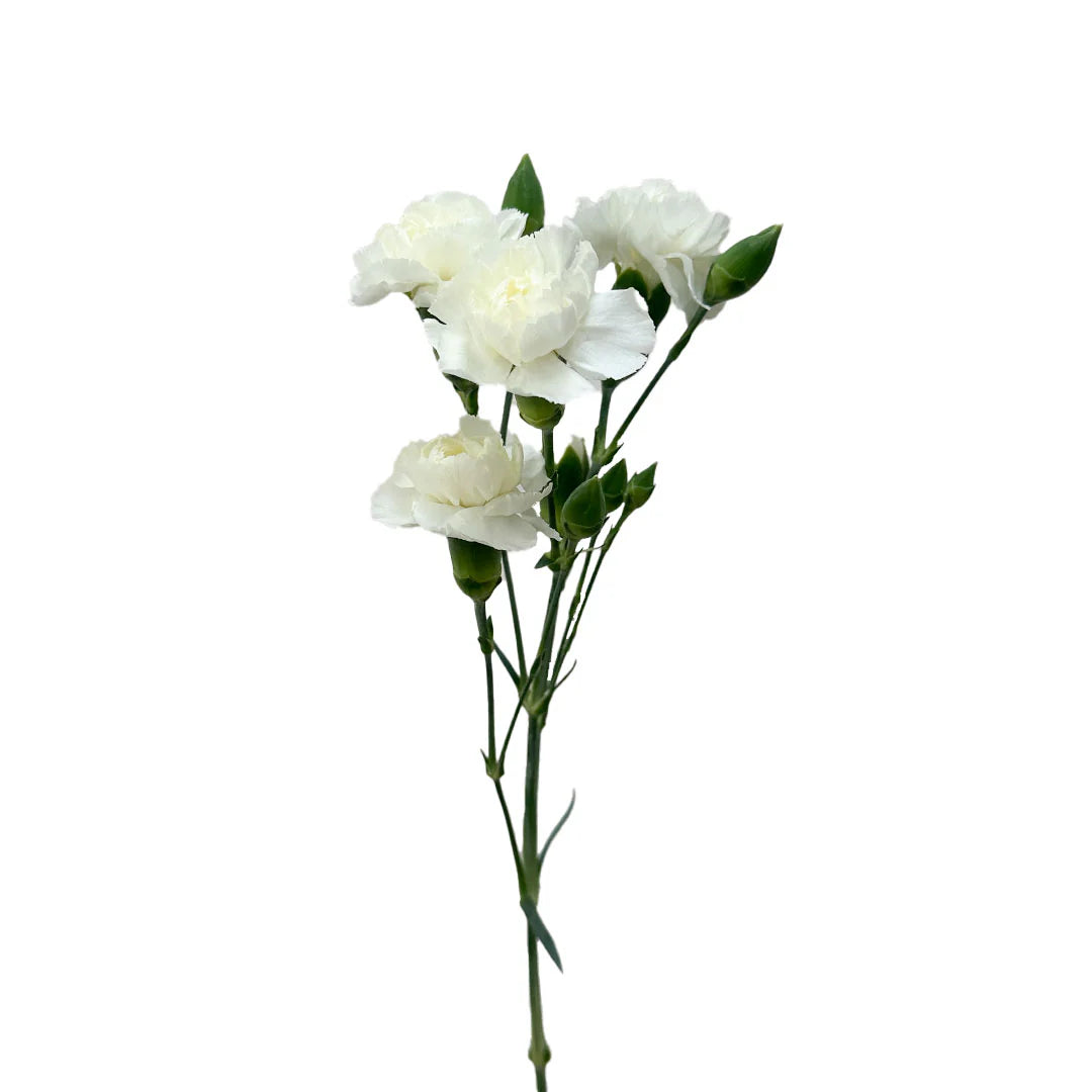 Mini Carnations, 10 stems - Choose Your Color