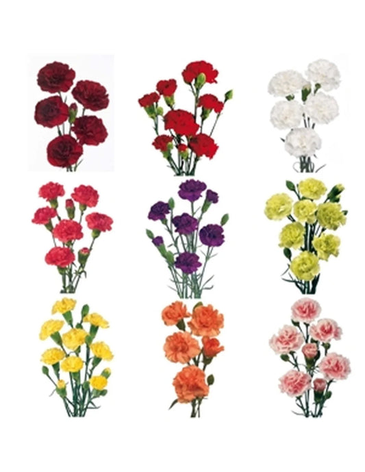Mini Carnations, 10 stems - Choose Your Color