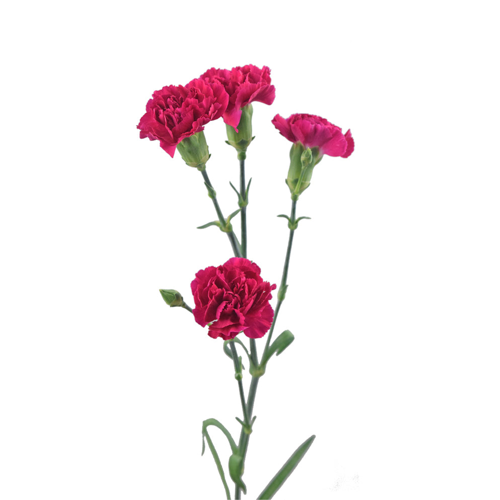 Mini Carnations, 10 stems - Choose Your Color