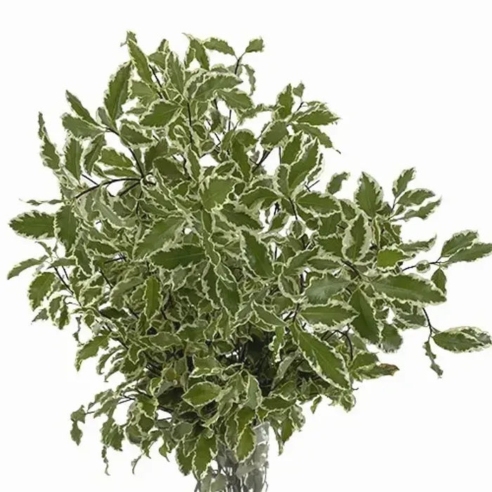 Silver Queen Pitt, bunch