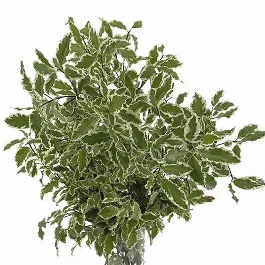 Silver Queen Pitt, bunch