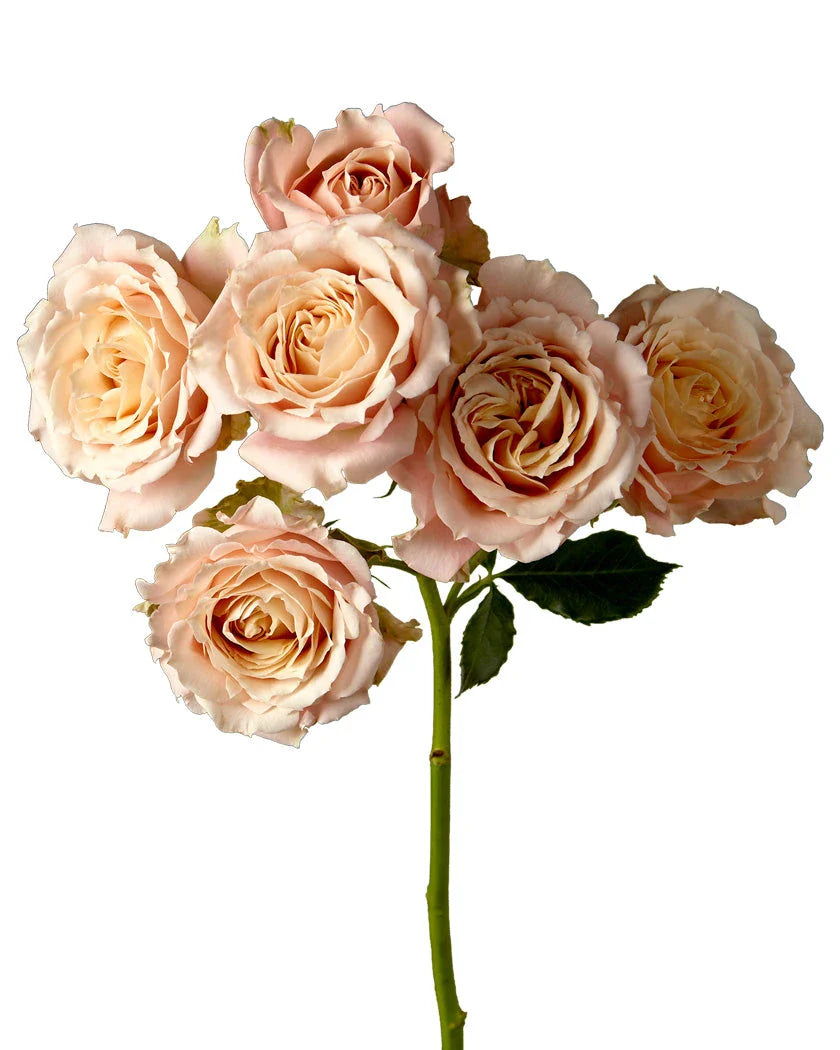 Spray Roses, 10 stems - Choose Your Color