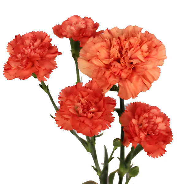Mini Carnations, 10 stems - Choose Your Color