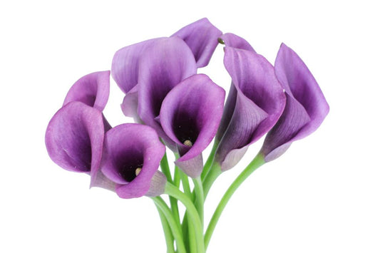 Calla Lily Mini Purple, 10 stems