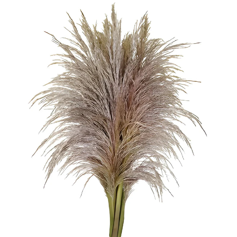 Pampas Grass Fresh, 5 stems