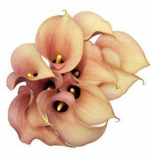 Calla Lily Mini Light Pink, 10 stems